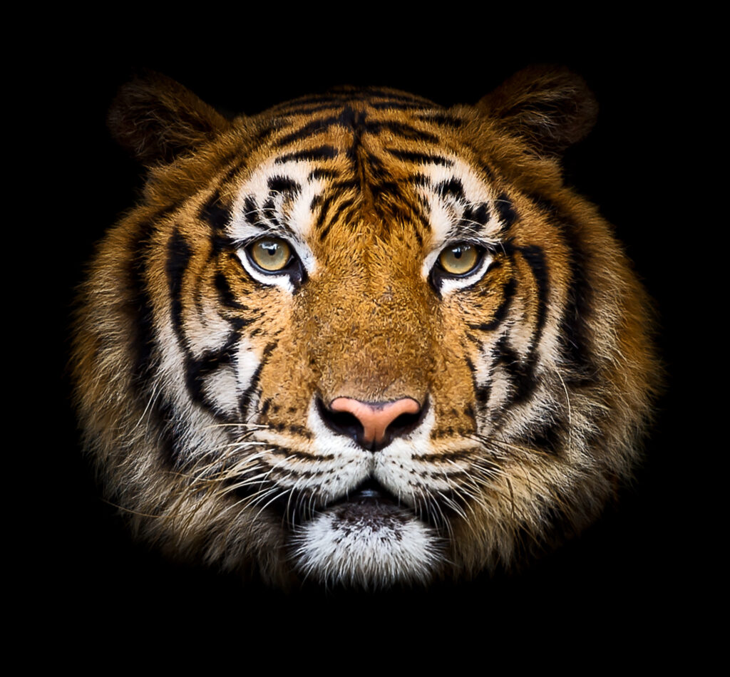 The head of a tiger is isolated on a black background. The tiger is gazing directly into the viewer's eyes.